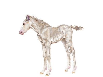 Fehér csikó lehetősége!